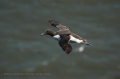 farne islands. bempton cliffs-21
